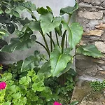 Antica Gergei